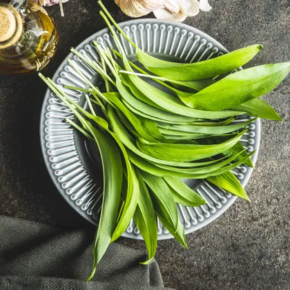 WILD GARLIC OIL