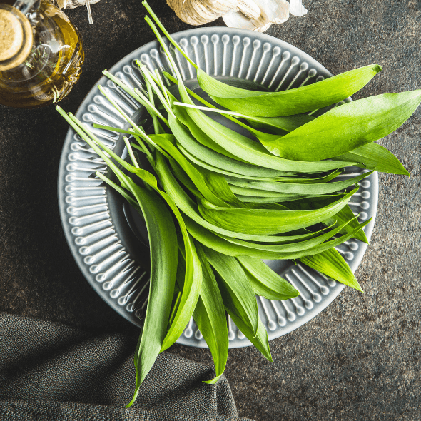 RAPID INFUSION BÄRLAUCHÖL